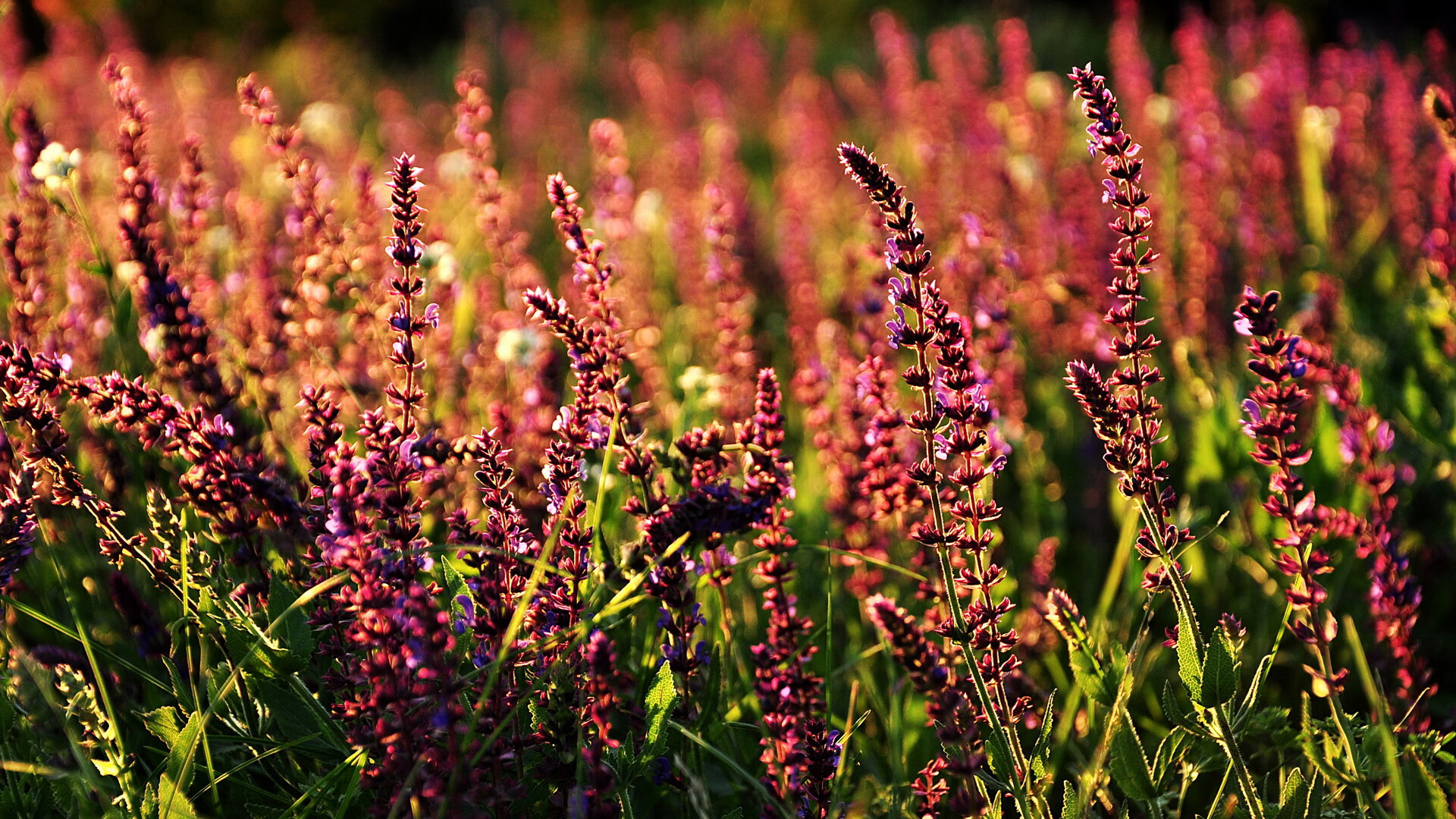当逆转已成习惯，魔术征服吉林之夜，保罗扛起整座城市的荣耀
