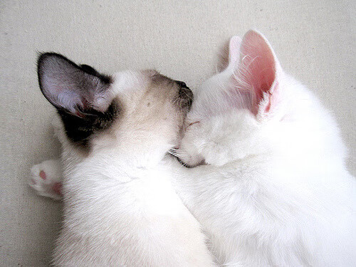 团队枷锁与英雄破壁，西西帕斯如何唤醒沉睡的巨人？