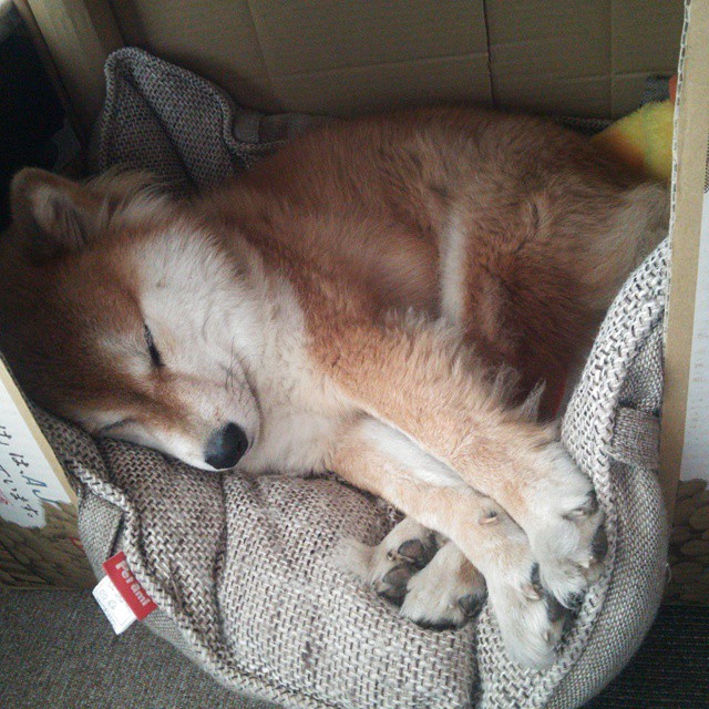 乒乓双城记，法国崛起破长城，张本狂飙刷新人类极限