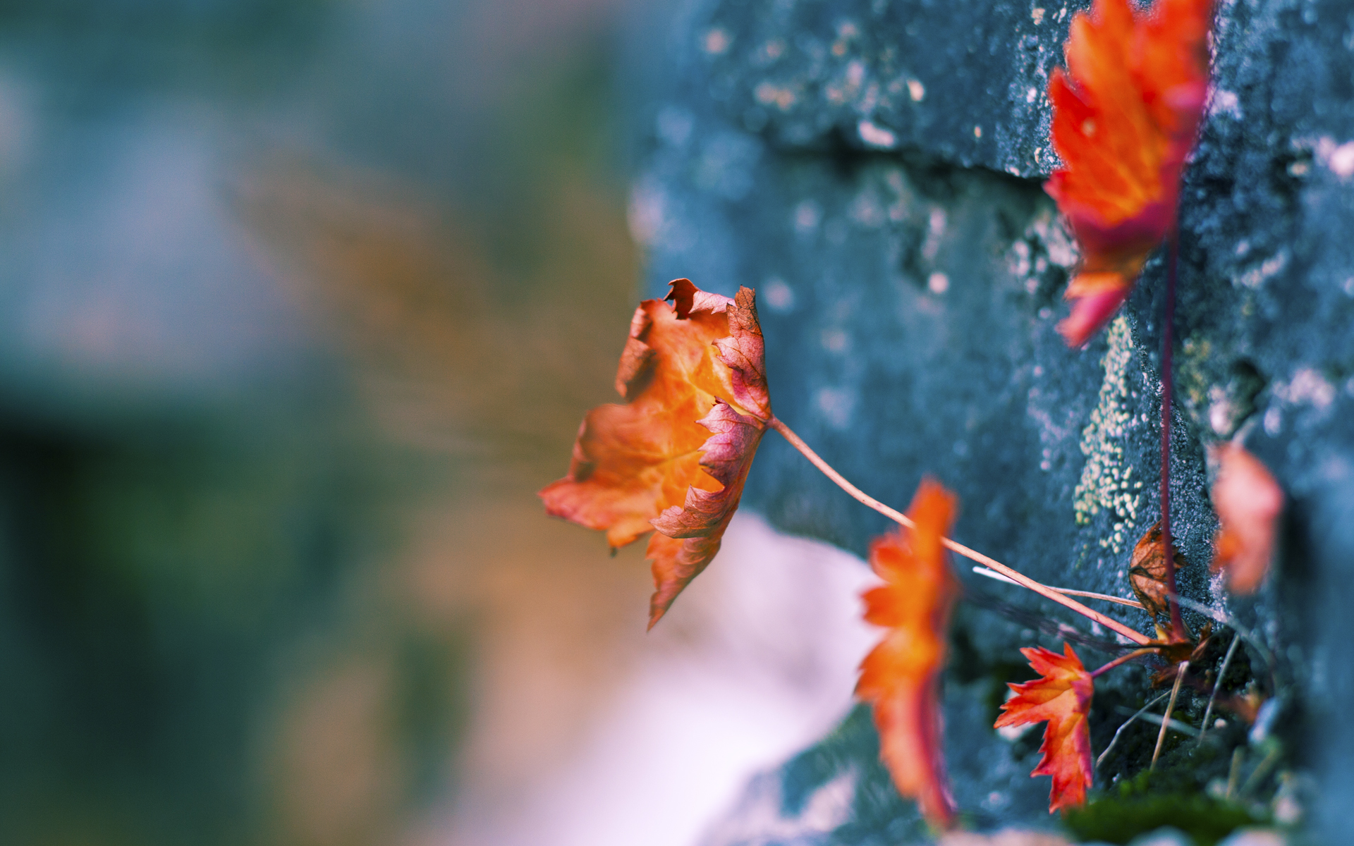 铁血鏖战里昂,楚阿梅尼如晨星破晓