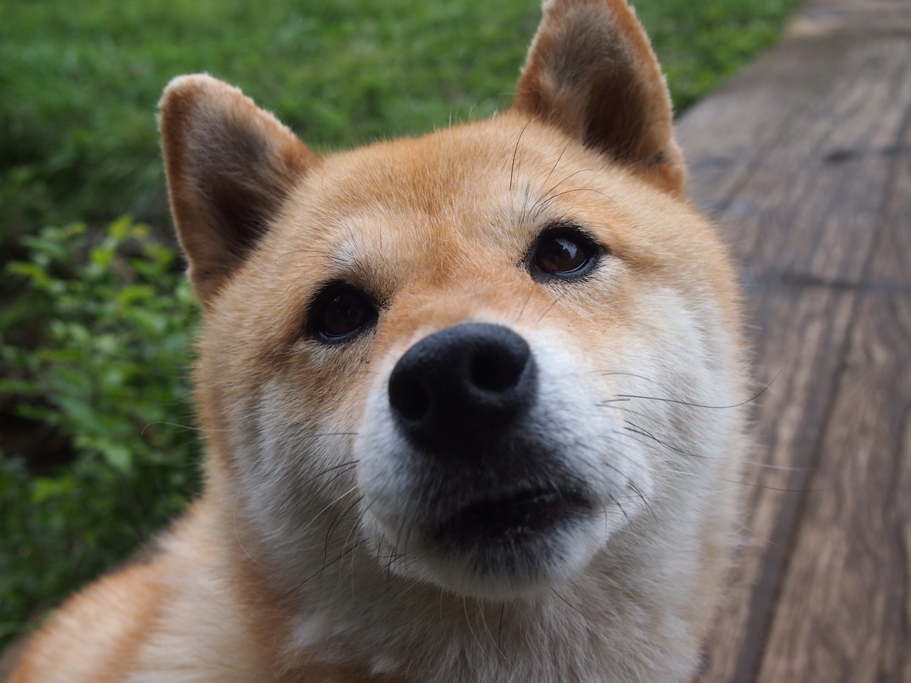 羽翼为刃,当黄鸭组合成为中韩对决的破壁者