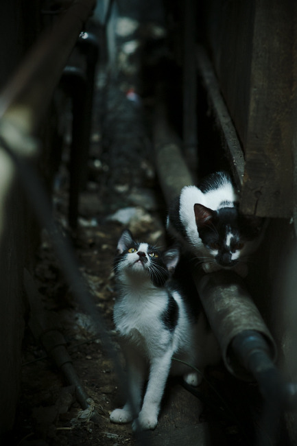 一锤定音！加克波双响锁定胜局，西班牙3-1力克埃及