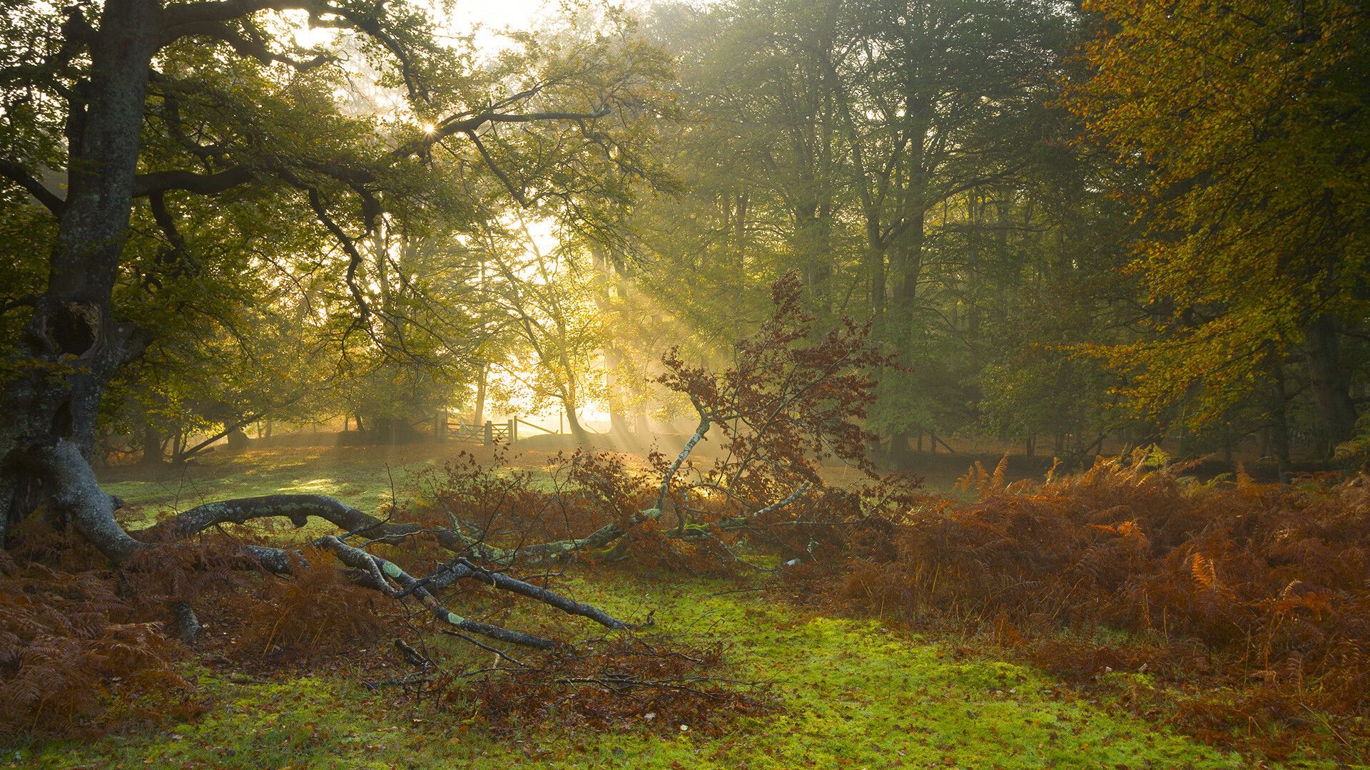 新王加冕!荷兰新星布雷默巴黎突围,F1新赛季揭幕战上演接管神话