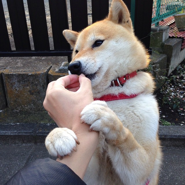 进攻是他的面具,防守才是他的獠牙,戈贝尔末节接管颠覆篮球认知