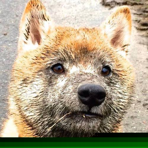 双重征服夜，京多安的战争与瑞典的新维京时代