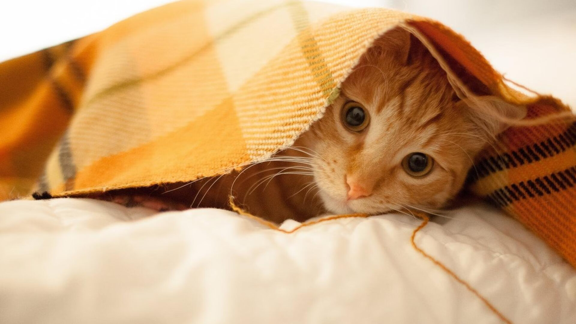 单点爆破！小贾伦一波流轰垮广厦防线，黄蜂客场终结对手连胜