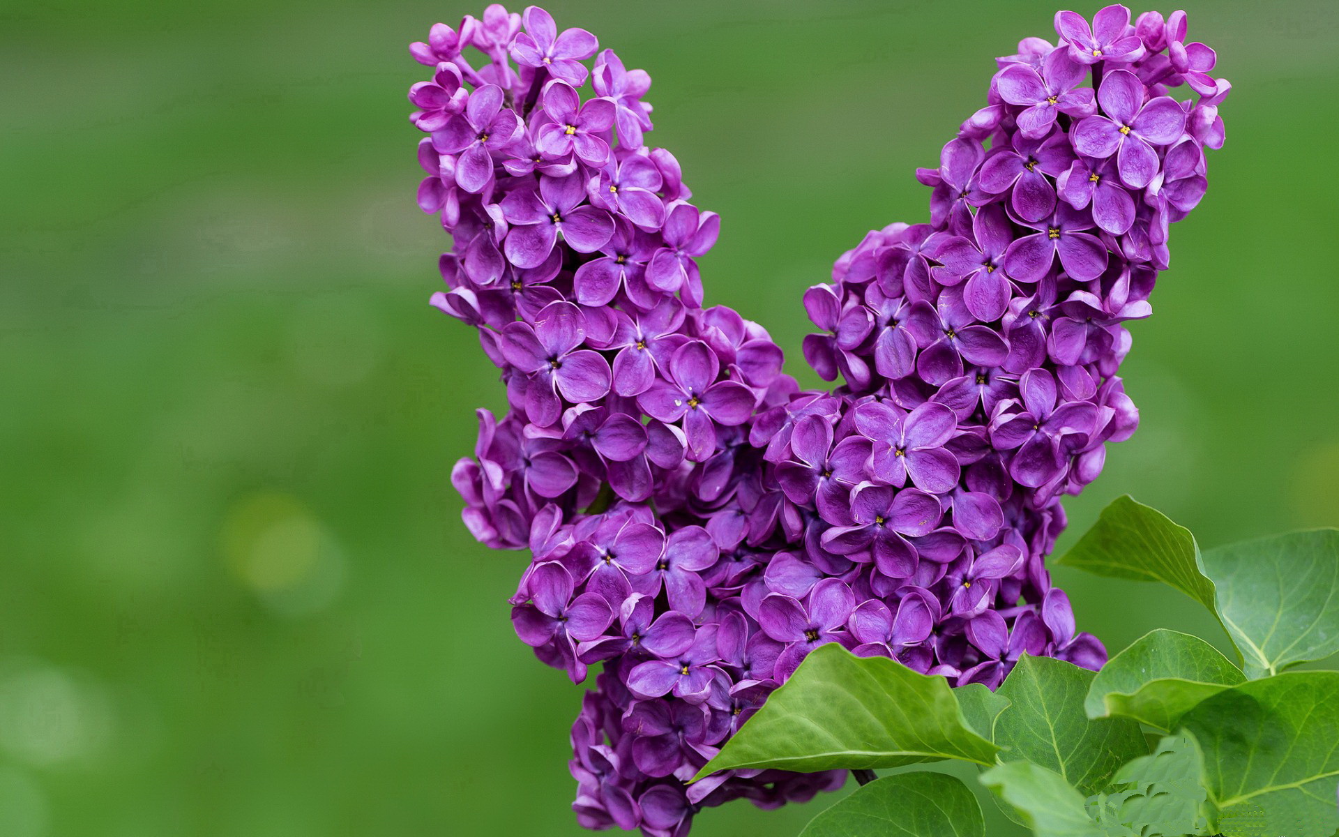 双重救赎,库尔图瓦淬火重生,加纳决胜带走胜利