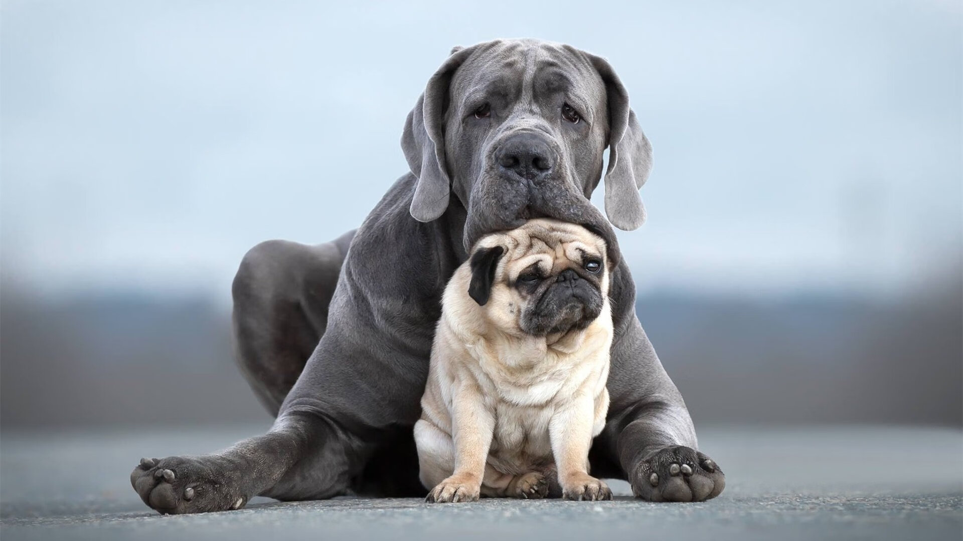 马赛宣言,2026世界杯焦点战,高卢雄鸡以稳破局,锁定安哥拉