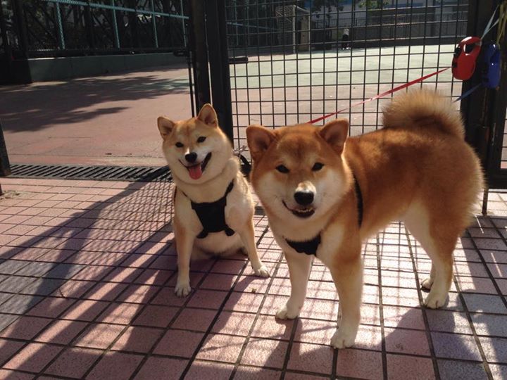 燃烧的团队之心与孤胆英雄,当火焰风暴遭遇致命一刀