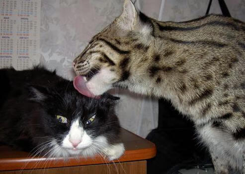 雷霆与爵士的重塑，约基奇在2026世界杯接管比赛