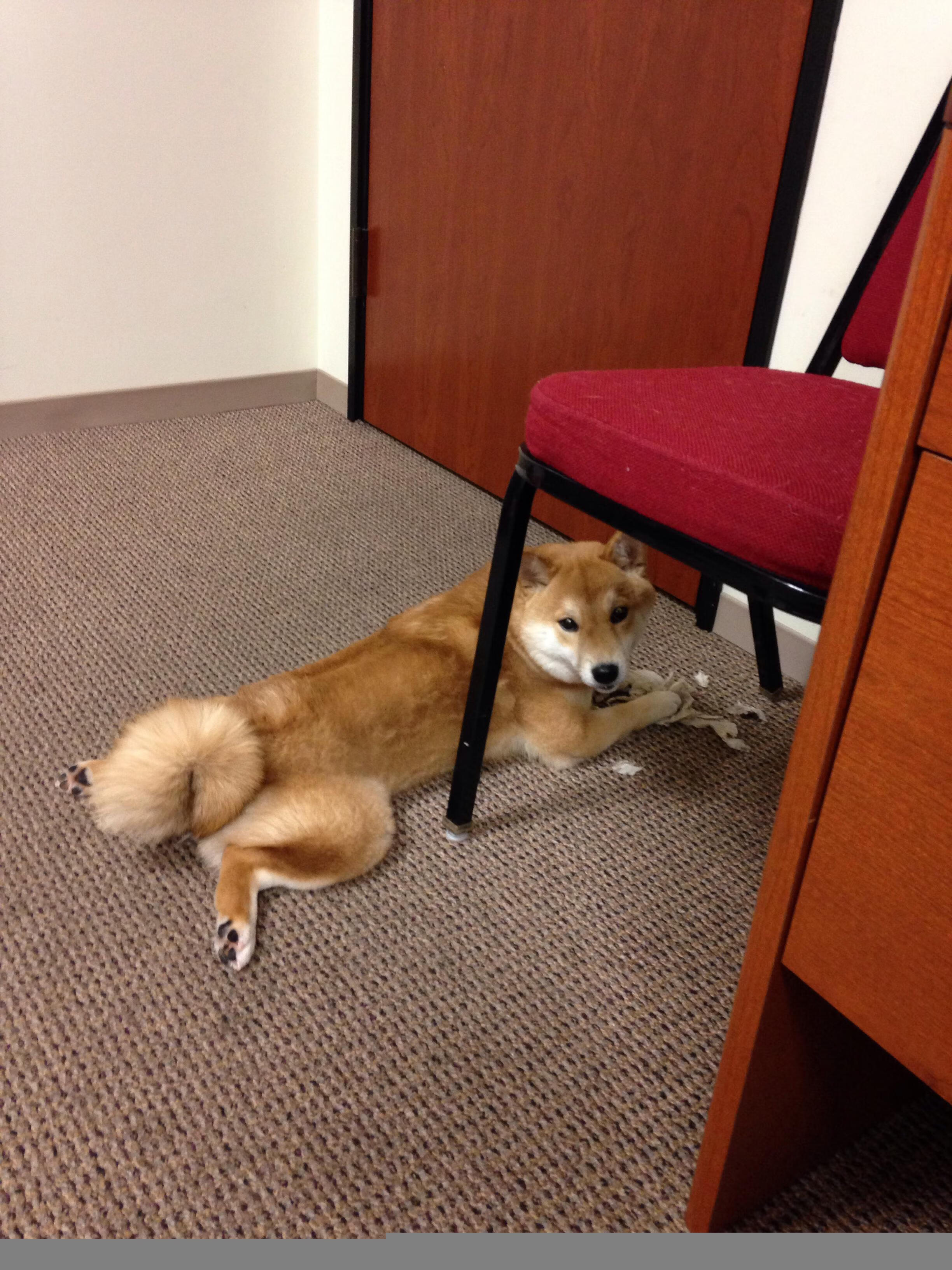 天使的铁幕,当迪马利亚筑起防守长城,威尔士掀翻南美豪强智利