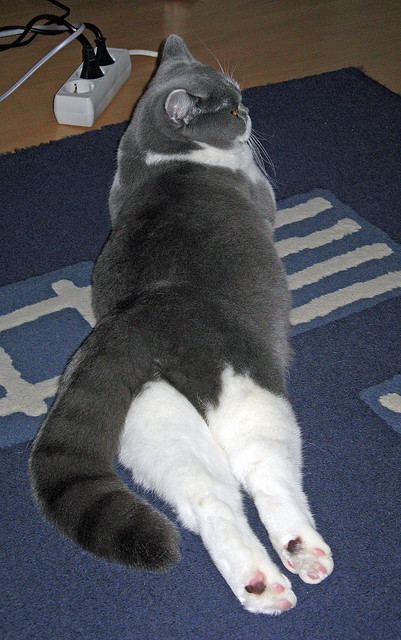 赖斯独造三球,洪都拉斯火山喷发碾压皇家社会—一场定义美丽混乱的战术博弈