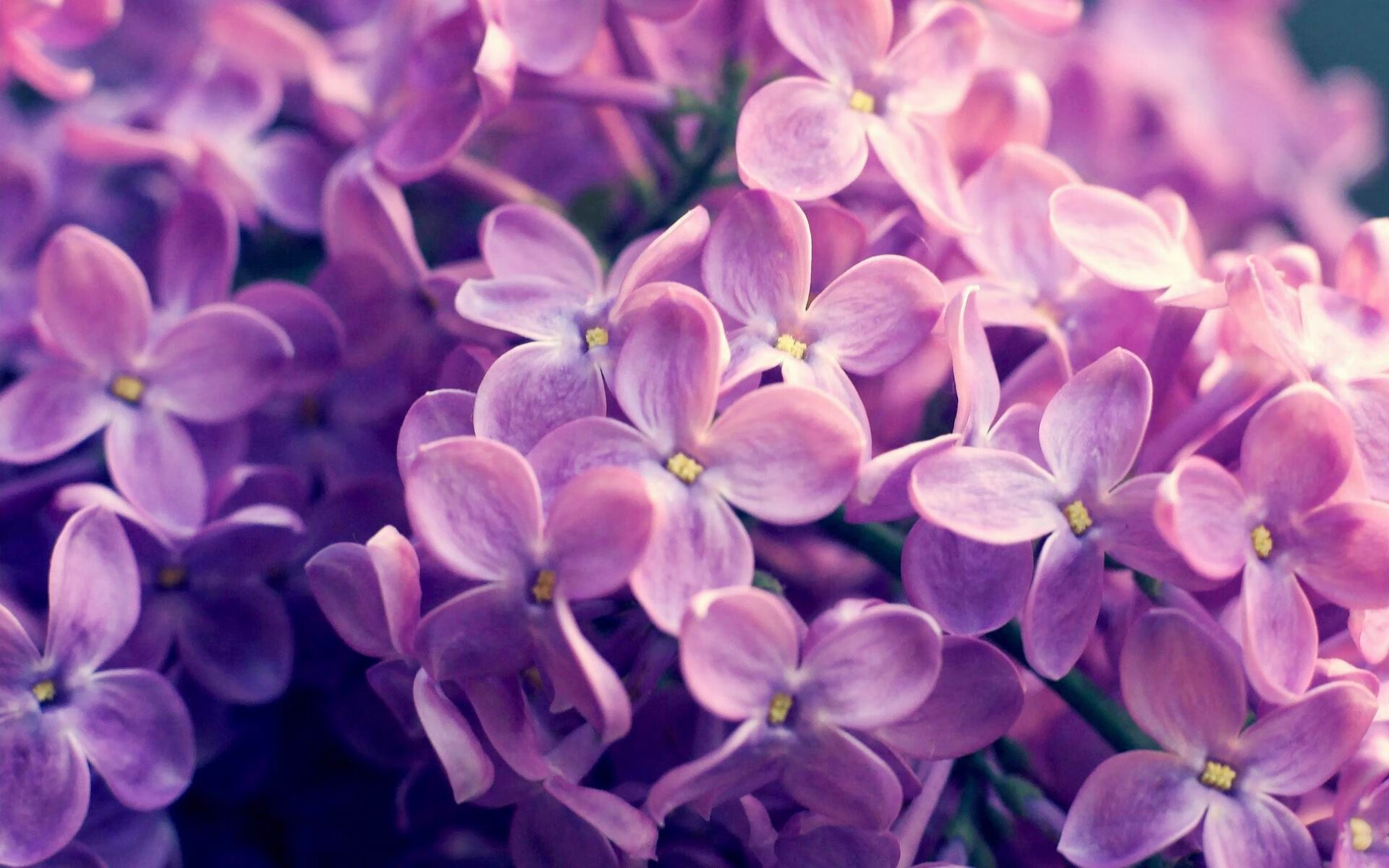 宿命与铁血,总决赛唯一对决,森林狼如何终结23年爵士梦魇?