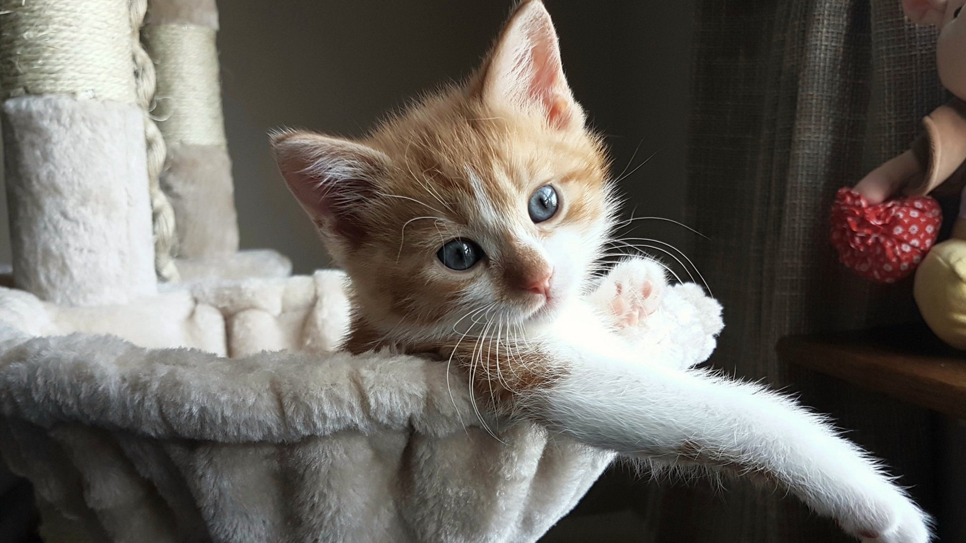 杜兰特压哨绝杀,猛龙打穿掘金挺进决赛