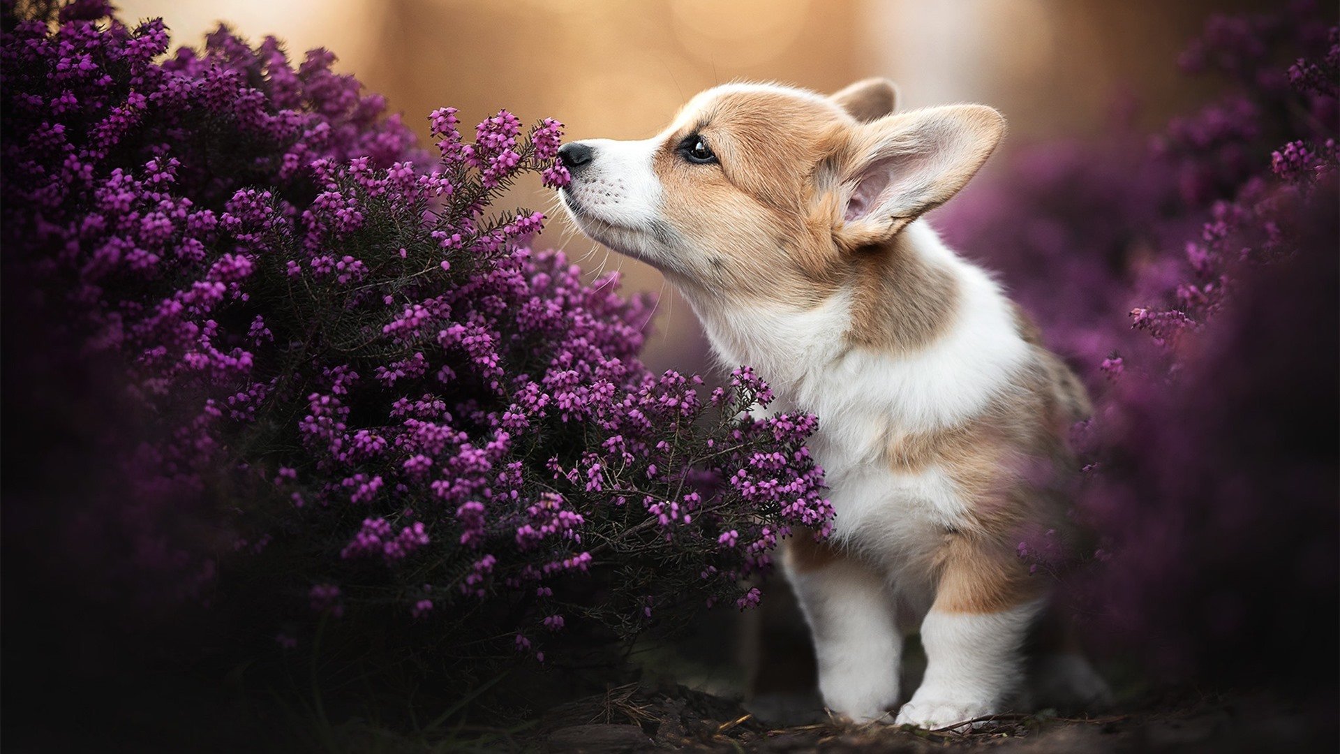 德罗赞狂砍30分,尼克斯意外掀翻广东队创跨联赛奇迹