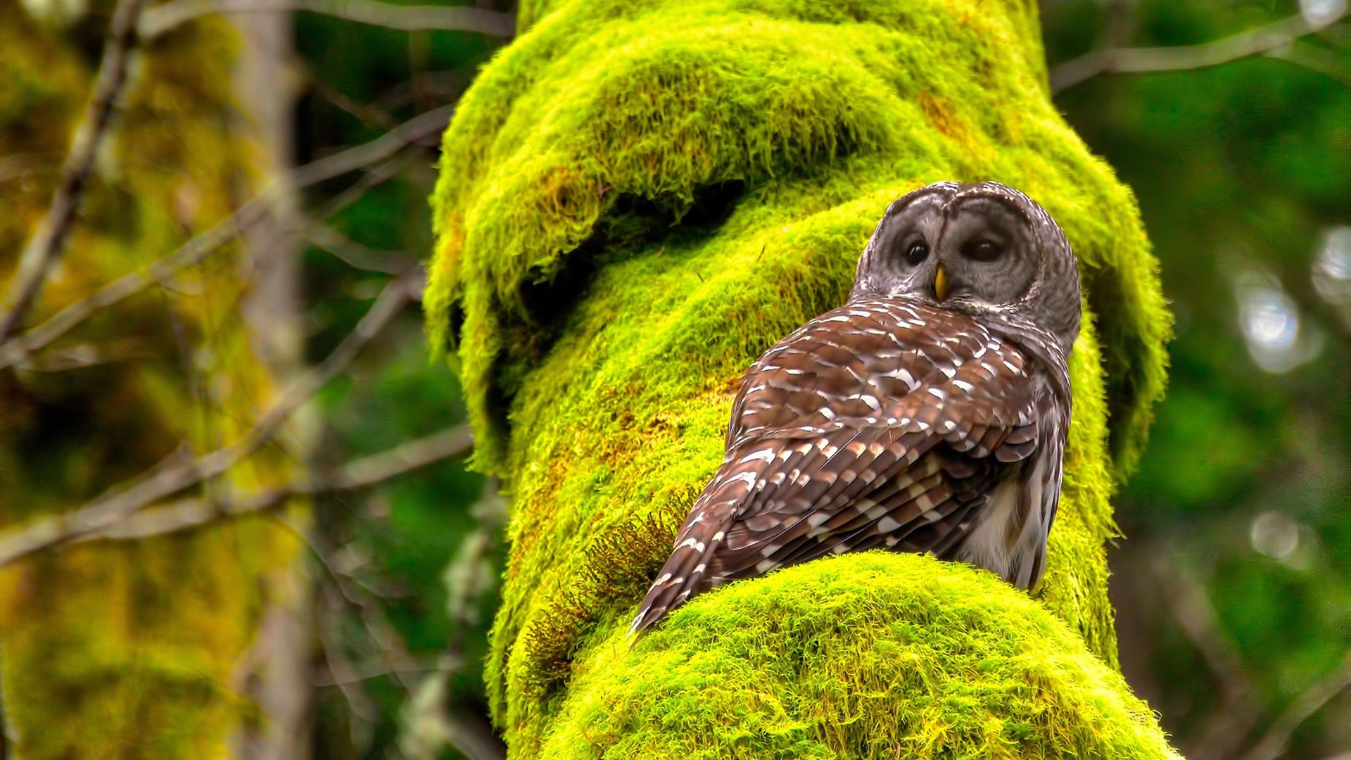 黑星闪耀,加纳中场铁幕锁死C罗,萨卡独造三球改写E组命运
